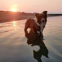 Cookie - Australian Shepherd