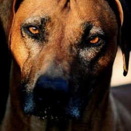 Rhodesian Ridgebacks from Ukukhanya Ridgebacks