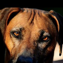 Rhodesian Ridgebacks from Ukukhanya Ridgebacks