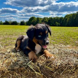 Jasper - Black tri male Miniature American Shepherd puppy in Ava, Missouri from Blue Blood Mini Aussies