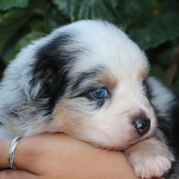 Riley - Blue merle female Miniature Australian Shepherd puppy in Goliad, Texas from Sassy Lil Aussies and Diamond W Poodles