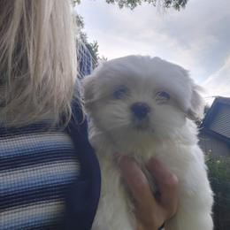 Boy 1 - White male Mal-Shi puppy in Mundelein, Illinois from FurEver Friends Designer Breeds