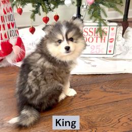 King - Black and white male Pomsky puppy in Long Grove, Illinois from Windy City Pomsky