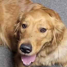 Golden Retrievers and Miniature Australian Shepherds from J&K Mini Aussies and Golden Retrievers