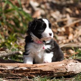 Border Collie Puppies from Rigel Border Collies