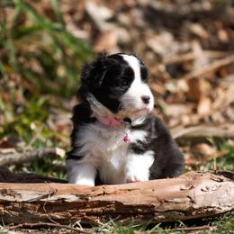 Border Collie Puppies from Rigel Border Collies