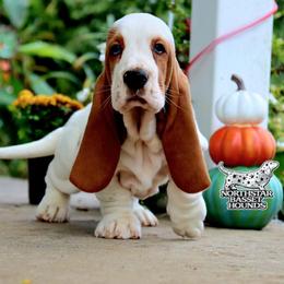 Puffer - Red and white male Basset Hound puppy in Pollock, Missouri from Northstar