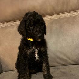 Phantom Boy 1 - Phantom male Poodle puppy in Jesup, Georgia from Altamaha Mud Poodles LLC.