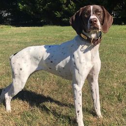 German Shorthaired Pointers from Turkey Creek Farm and Kennel