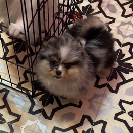 Female merle - Blue merle female Pomeranian puppy in Bourbonnais, Illinois from T & D Poms