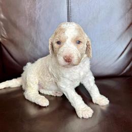 Biscuit - Cream female Labradoodle puppy in Kingman, Arizona from The Dood Ranch
