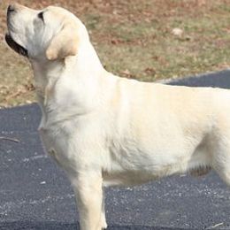 Labrador Retrievers from Casbar Labradors