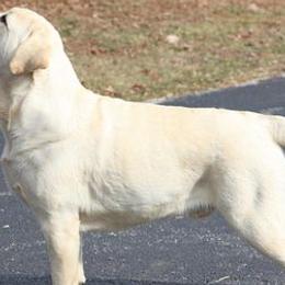 Labrador Retrievers from Casbar Labradors