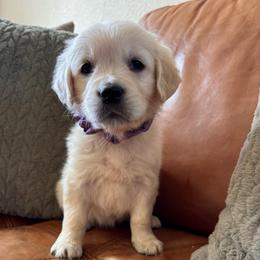 Purple girl - Light golden female Golden Retriever puppy in Pahrump, Nevada from Southern Nevada Goldens