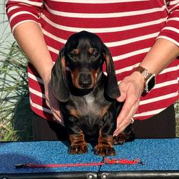DANNY - Black and tan male Dachshund puppy in Toledo, Ohio from Baldox Dachshunds