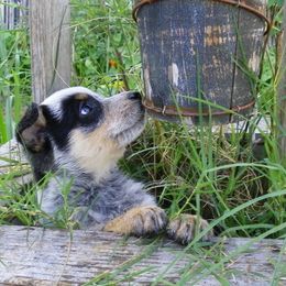Australian Cattle Dog Puppies from Willowbrook Kennels