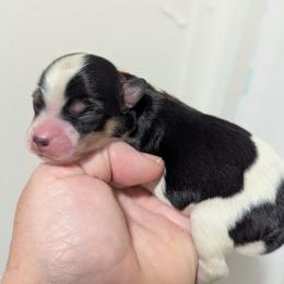 Boy 2 - White black and tan male Papillon puppy in Joshua, Texas from Summertime Kennels