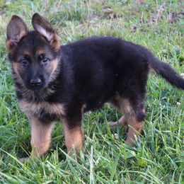 German Shepherd Puppies from Shepherd Station