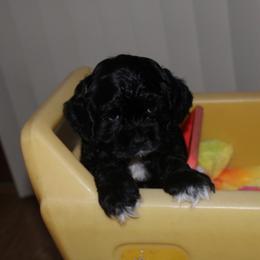 Rex - Black male Cocker Spaniel puppy in Hickory, North Carolina from Homegrown Spaniels
