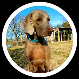 Weimaraners from Kaleidoscope Weims
