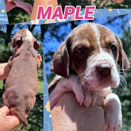 Maple - Chocolate and white female Great Dane puppy in Wellsville, New York from Prophecy Danes