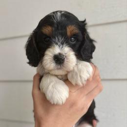 Fudge - Tri-color male Bernedoodle puppy in Modesto, California from Central Valley Canine Companions