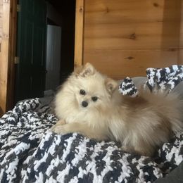 MoMo - Pomeranian