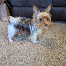 Patches - Yorkshire Terrier