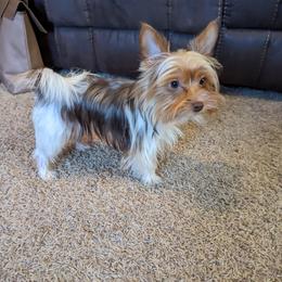 Patches - Yorkshire Terrier