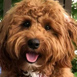 Goldendoodles from Love Our Doodles
