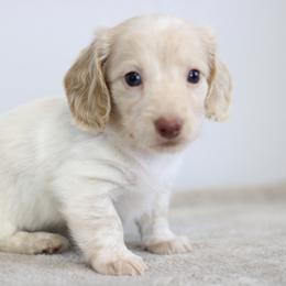 Quincey - Piebald male Dachshund puppy in Alto, Texas from Prima Dachshunds