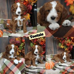 Tootsie - Red  male Goldendoodle puppy in Sioux Falls, South Dakota from Dolly's Doodles