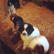 Karakachan Puppies from Karluk Acres Karakachans
