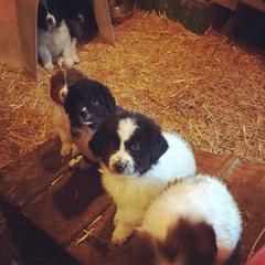 Karakachan Puppies from Karluk Acres Karakachans