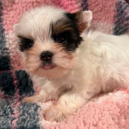 Parti girl - Parti female Yorkshire Terrier puppy in Bowling Green, Kentucky from Lil Country Gems Yorkies