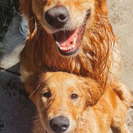 Golden Retrievers from Winters Goldens