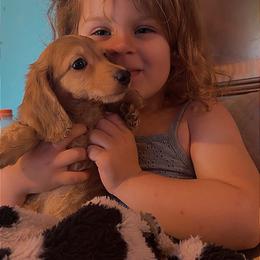Dachshund and Miniature Australian Shepherd Puppies from Southern Charm Kennels