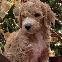 Bernedoodle and Goldendoodle Puppies from Colorado Springs Doodles