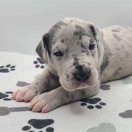 Sayla Blue Merle - Merle female Great Dane puppy in Kannapolis, North Carolina from Carolina Great Danes & Toy Poodles