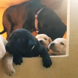 Labrador Retriever Puppies from Zach Krause's Labrador Retrievers