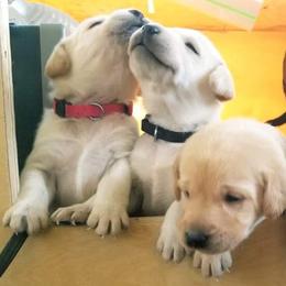 Labrador Retriever Puppies from Zach Krause's Labrador Retrievers