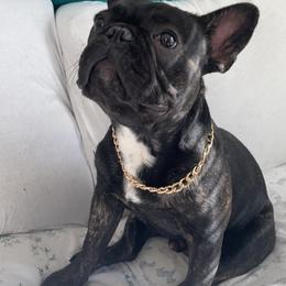 French Bulldog Puppies from Nuthin’ But Frenchies