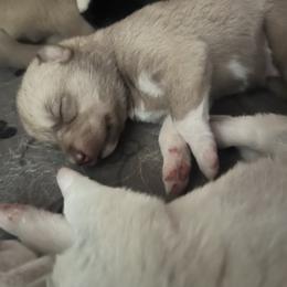 Gaffgarion - Red and white male Siberian Husky puppy in Bangs, Texas from Final Siberians