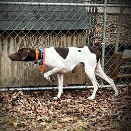 Wesson - German Shorthaired Pointer