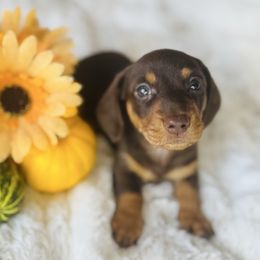 FINN - Chocolate and tan male Dachshund puppy in Holtwood, Pennsylvania from Holly Hill Dachshunds