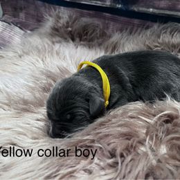 Yellow collar - Gray male Cane Corso puppy in Fritch, Texas from Carrie Brown's Cane Corsos