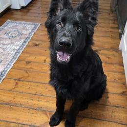 Hanz - Black male German Shepherd puppy in Gig Harbor, Washington from Crescent Lake Shepherds
