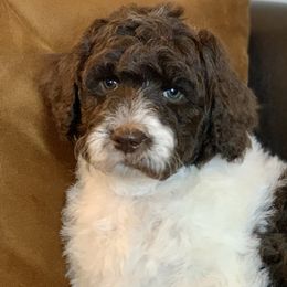 Oreo (Sage) - Labradoodle puppy in Cleburne, Texas from Sugar Fig Kennel