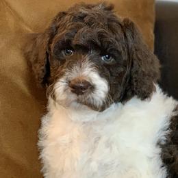 Oreo (Sage) - Labradoodle puppy in Cleburne, Texas from Sugar Fig Kennel
