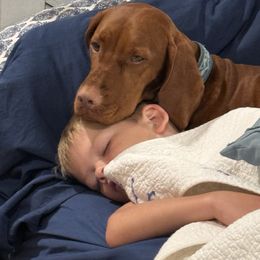 Vizsla All Grown Up from Alaea Farm & Kennel